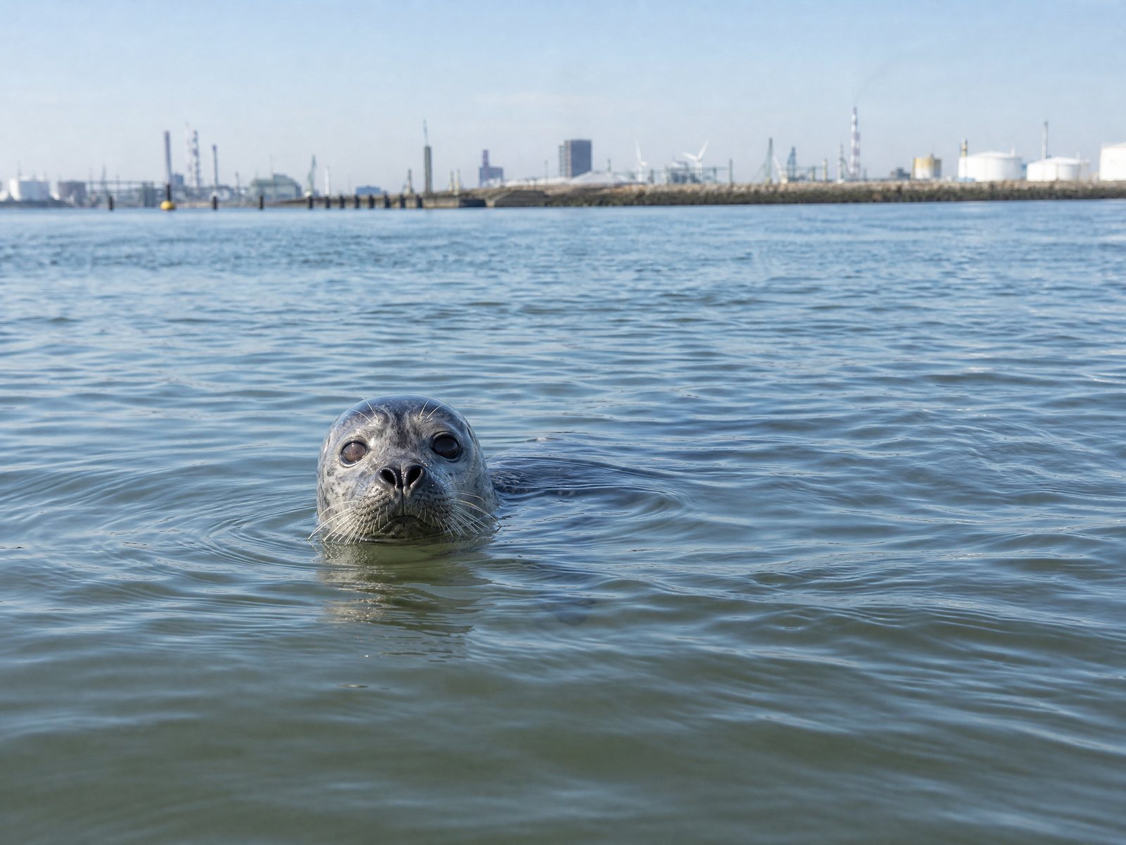 Gewone Zeehond